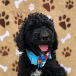 Aussiedoodles, Australian Shepherds, Miniature Australian Shepherds, and Poodles from Lightning K Kanine’s