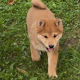 Boy 1 - Red male Shiba Inu puppy in Newberry, Michigan from Day Dream Akita & Shiba Inu