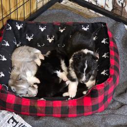 Shetland Sheepdog puppies from Crossroad shelties