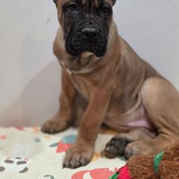 Kay - Fawn female Cane Corso puppy in Lancaster, California from Catanzaro Cane Corso