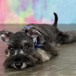 Miniature Schnauzers, Poodles, and Yorkshire Terriers from Ruby the poodle