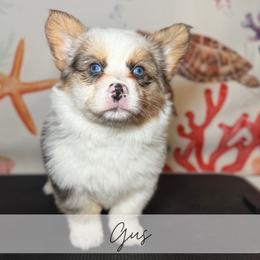 Uncle baby Billy - Blue merle and white male American Corgi puppy in Greenwood, Indiana from Witch Creek Corgis
