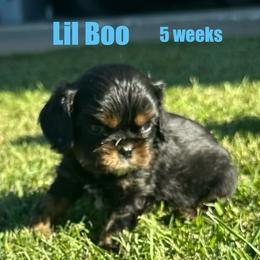 Lil Boo - Black and tan male Cavalier King Charles Spaniel puppy in Broken Arrow, Oklahoma from Cavalier King Charles Heartland