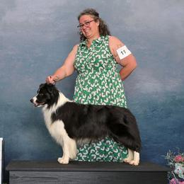 Tango - Border Collie