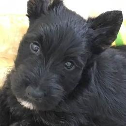 Scottish Terriers from HiJinks Scottish Terriers