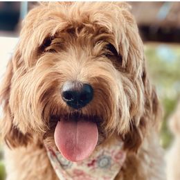 Goldendoodles and Labradoodles from DG Labradoodles