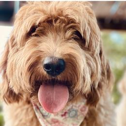 Goldendoodles and Labradoodles from DG Labradoodles