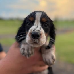 Girl 2 - Black white and tan female English Springer Spaniel puppy in Fort Meade, Florida from Lake in the Hills Springers