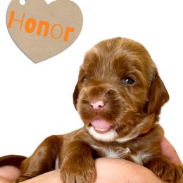 Honor - Red male Australian Labradoodle puppy in Upland, California from Kings Labradoodles