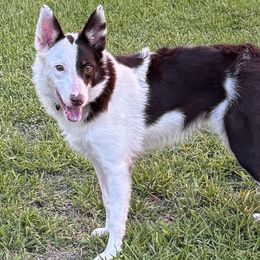 Phoenix - Border Collie