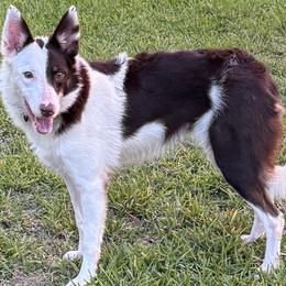 Phoenix - Border Collie