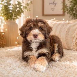 Blue Collar Boy - Brown male Bernedoodle puppy in Ogden, Utah from Salty Point Doodles