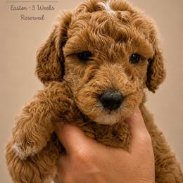 Easton - Apricot male Goldendoodle puppy in Lake Charles, Louisiana from Perfect Fit Poodles & Doodles
