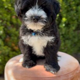 Australian Labradoodle puppies from Pinnacle Labradoodles