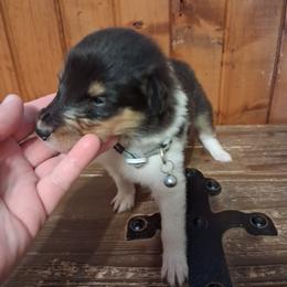 Boy 3 - Black white and tan male Collie puppy in Montpelier, Virginia from Gun Barrel Collies