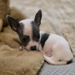 Chihuahua puppies from Quality Poms Chihuahua Yorkies of Las vegas