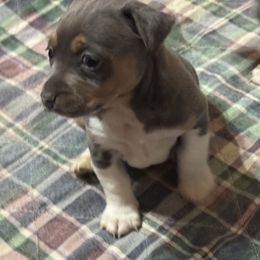 Buddy - Blue and white male Teddy Roosevelt Terrier puppy in Cumming, Georgia from Barnett’s Rambling Terriers