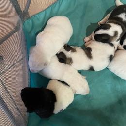 Akita Puppies from Gloe Akita's