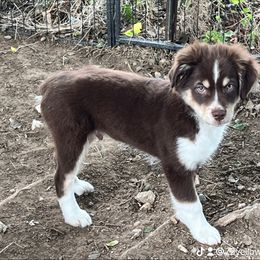Miniature Australian Shepherd Puppies from Z’s Mini Aussies