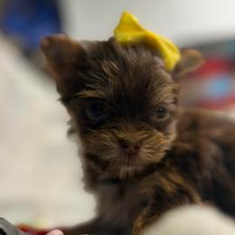 Dove - Chocolate female Morkie puppy in Florence, Kentucky from 4paws4ever by Design