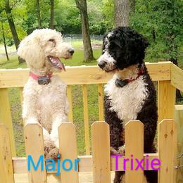 Trixie - Bernedoodle