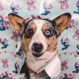 Ori - American Corgi