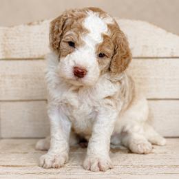 Koa - Blenheim male Cavapoo puppy in Floyd, Virginia from Hearts and Paws Poodles and Doodles