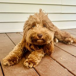 Rain - Goldendoodle