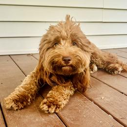 Rain - Goldendoodle