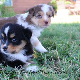 Miniature Australian Shepherd and Toy Australian Shepherd Puppies from Flying H Toy and Mini Aussies