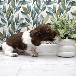 Brown Head Boy - Piebald male Dachshund puppy in Wichita, Kansas from Geta Long Little Doggie
