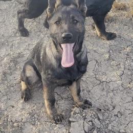 Freya - Sable female German Shepherd puppy in Missoula, Montana from Spartan German Shepherds