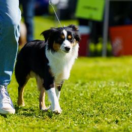 Miniature American Shepherd puppies from Rhodes Avenue Kennel