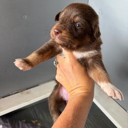 Callie - Red tri-color female Australian Shepherd puppy in Frostproof, Florida from Central Florida Australian Shepherds