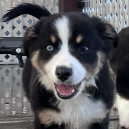 Purple - Black Miniature Australian Shepherd puppy in Visalia, California from Furrever.Mini.Aussies.llc