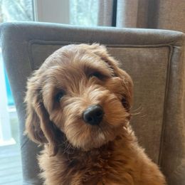 Goldendoodle Puppies from Mini Goldendoodles of New England
