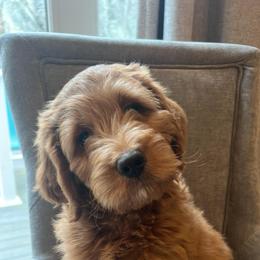 Goldendoodle Puppies from Mini Goldendoodles of New England