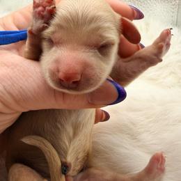 Royal collar - Cream male Dachshund puppy in Lexington, Oklahoma from BooneDox Miniature Dachshunds