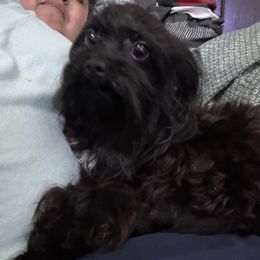 Rufus - Yorkshire Terrier