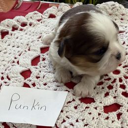Punkin - Liver and white male Shih Tzu puppy in Marshfield, Missouri from Hillside Loop Kennel LLC