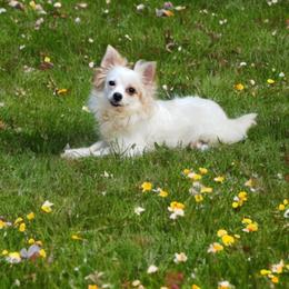 Peony - Chihuahua