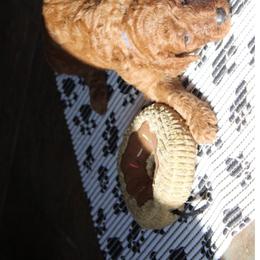 Blue - Red  female Poodle puppy in Summit, Mississippi from poodles and doodles llc