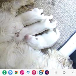 Girl 1 - White female West Highland White Terrier puppy in Cedaredge, Colorado from Bloom Puppies