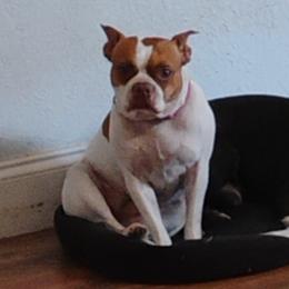 Bentley - Boston Terrier