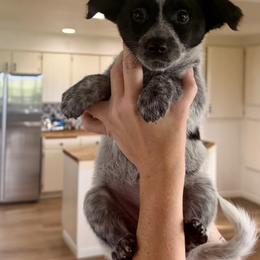 7- Senora May - Black & white female Miniature Australian Shepherd puppy in Chilton, Wisconsin from Pointless Acres