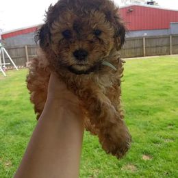 Poodle Puppies from Pawsome Poodles