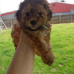 Poodle Puppies from Pawsome Poodles