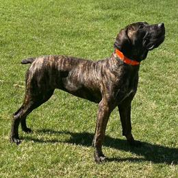 Cici - Brindle female Boerboel puppy in Pattison, Texas from Sure Bet Kennels