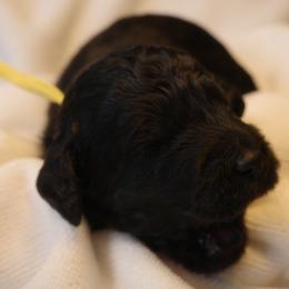 Lemon Bar (Yellow collar) - Black male Goldendoodle puppy in Seattle, Washington from Dream Lake Doodles