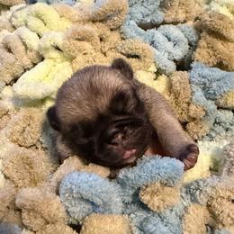 Lilac (hot pink) - Fawn female Pug puppy in Hereford, Arizona from Broken Road Ranch Pugs